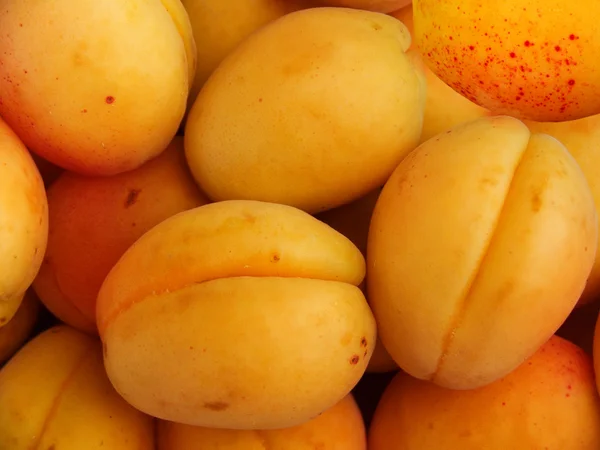 Albicocche da frutto — Foto Stock