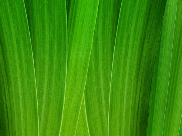 Цветочные листья гладиолуса — стоковое фото