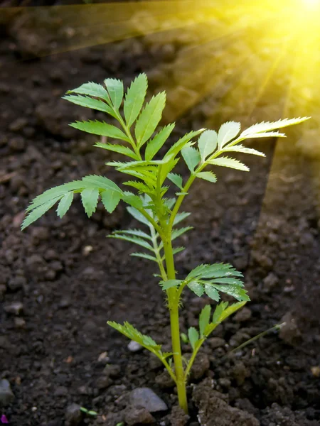 Sprout plant — Stock Photo, Image
