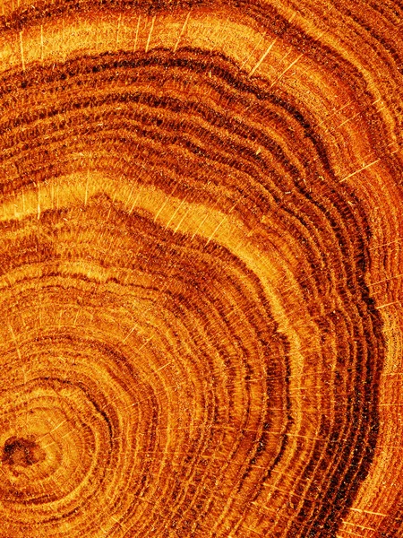 Textúrák-fa tölgy — Stock Fotó