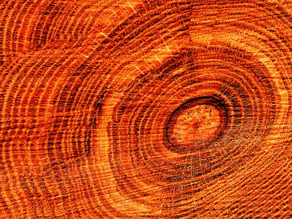Texturas árvore carvalho — Fotografia de Stock