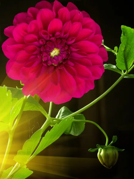 Peônia de flor — Fotografia de Stock