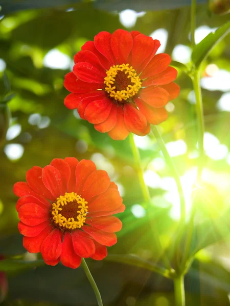 Bloemen rode bloemblaadjes — Stockfoto