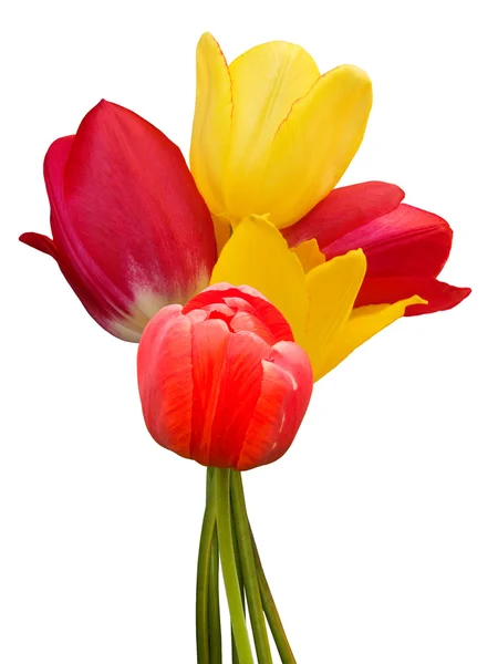 Flores tulipanes ramo —  Fotos de Stock