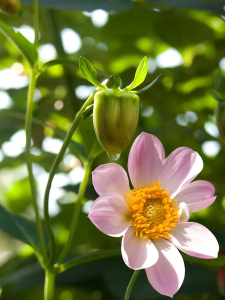 Giardino dei fiori petali rosa — Foto Stock