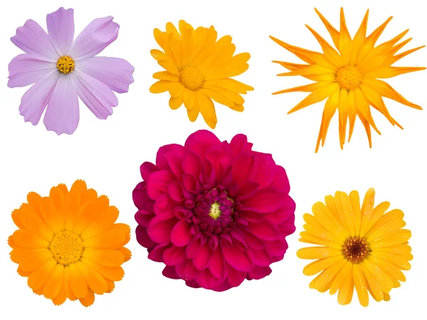 Dekorativa blommor olika — Stockfoto