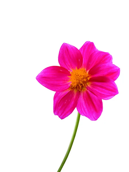 Fiori decorativi petali rossi — Foto Stock
