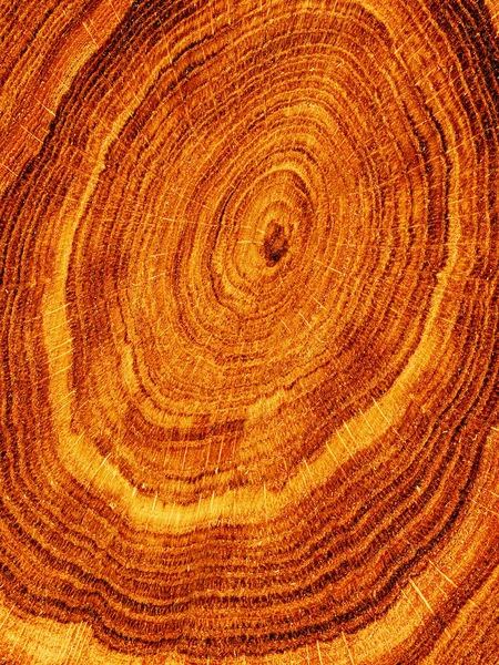 Textures tree oak — Stock Photo, Image
