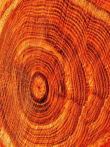 Textures chêne arbre — Photo