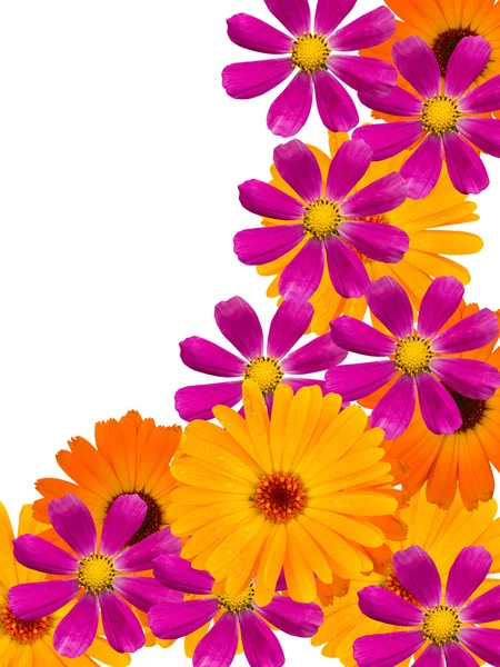 Camomiles virágok — Stock Fotó