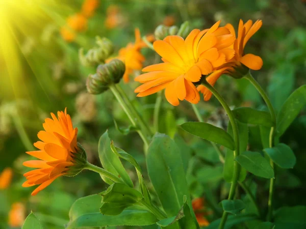 Flores camomilas outono — Fotografia de Stock