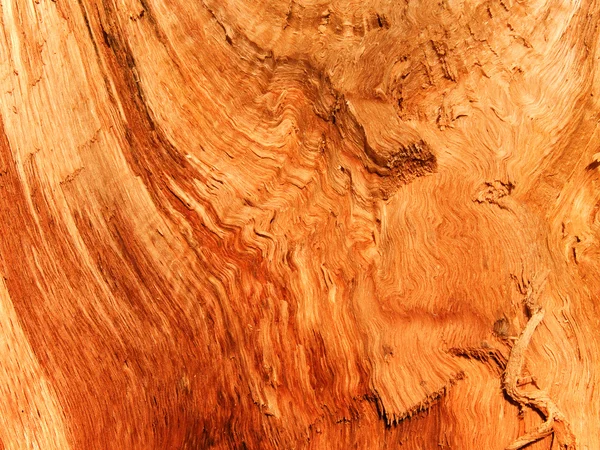 Tekstury drzewo dąb — Zdjęcie stockowe