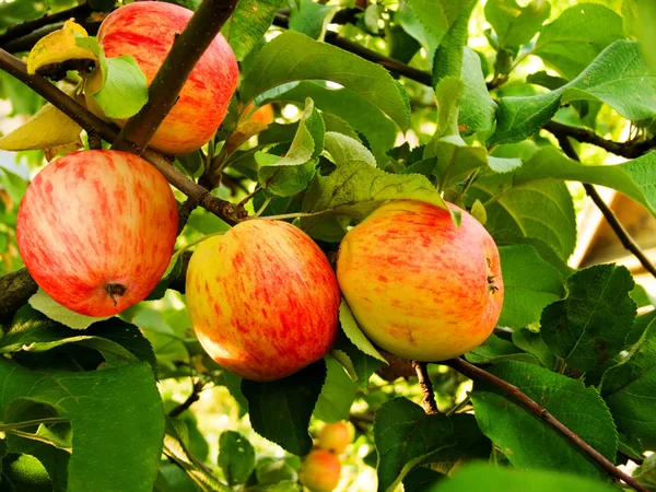 Appels op een boom — Stockfoto