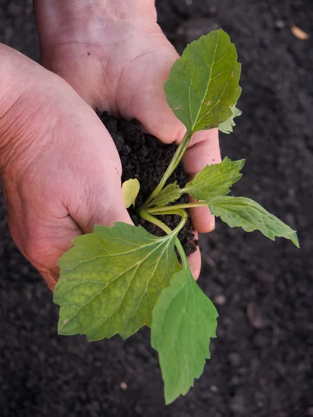 stock image Hands sprout plant