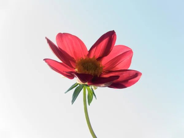 Flor decorativa — Fotografia de Stock