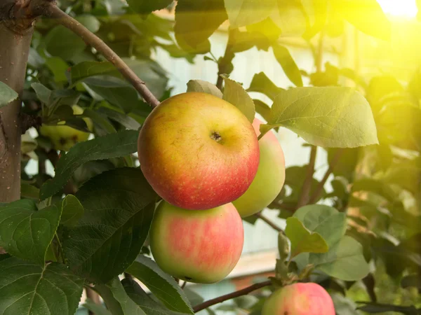 Manzanas frutales —  Fotos de Stock