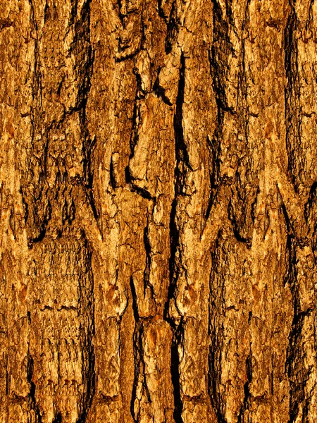 Árbol de corteza —  Fotos de Stock