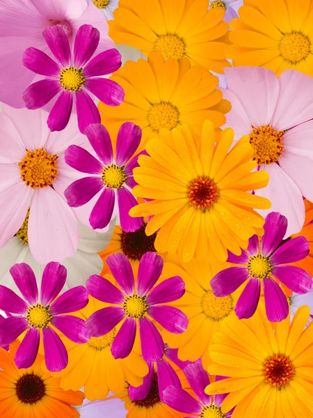 Flores decorativas — Foto de Stock