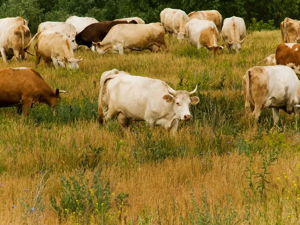 stock image Cows pasture