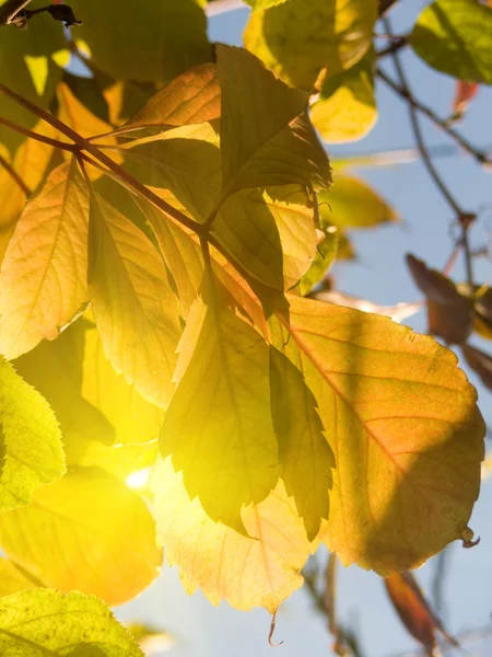 Jesienią liście — Zdjęcie stockowe