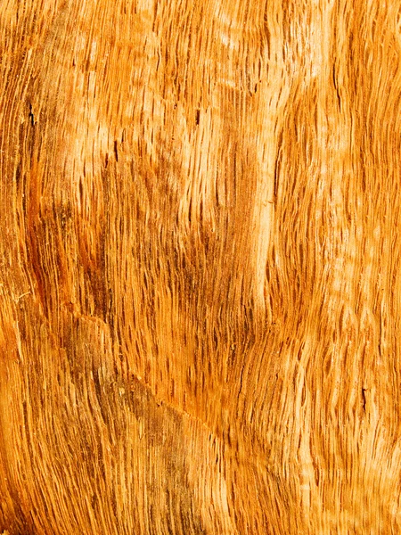 Textury strom dub — Stock fotografie