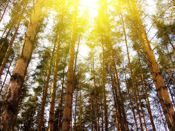 Dřevo borovice — Stock fotografie