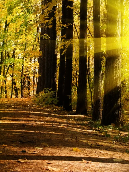 Dřevo na podzim — Stock fotografie
