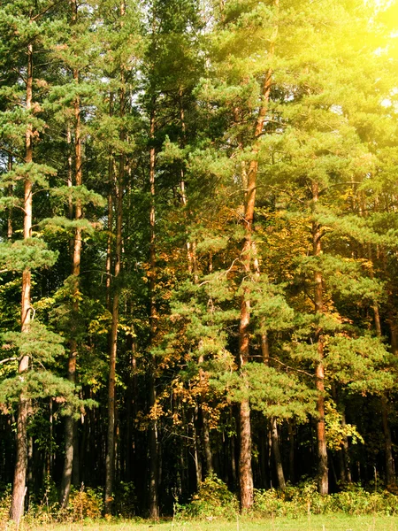 Dřevo borovice — Stock fotografie