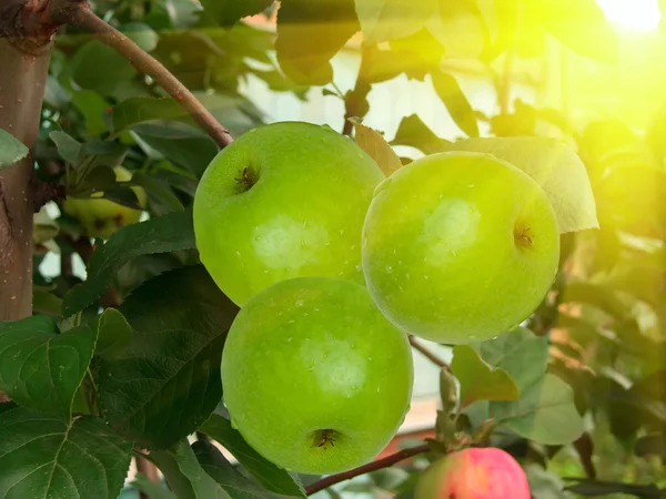 Pommes sur un arbre — Photo