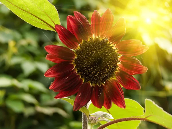 Květ slunečnice — Stock fotografie