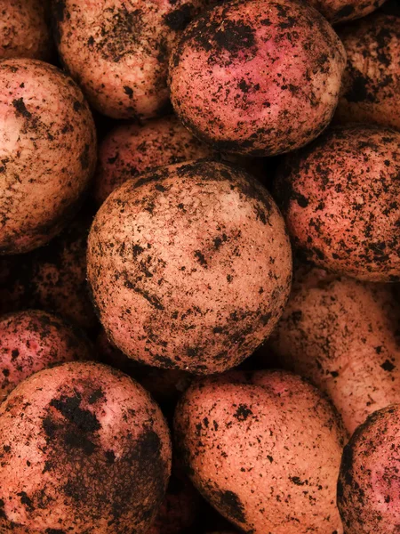 Grönsaker potatis — Stockfoto