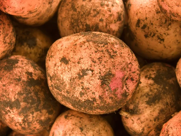 Groenten aardappel — Stockfoto