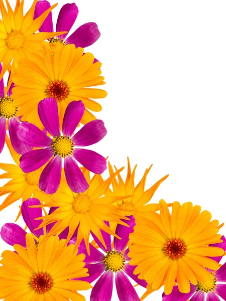 Virágok chamomiles — Stock Fotó