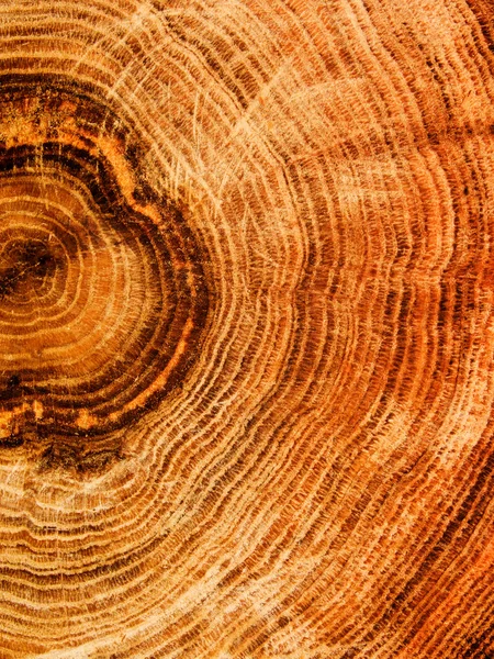 Cortar roble árbol —  Fotos de Stock