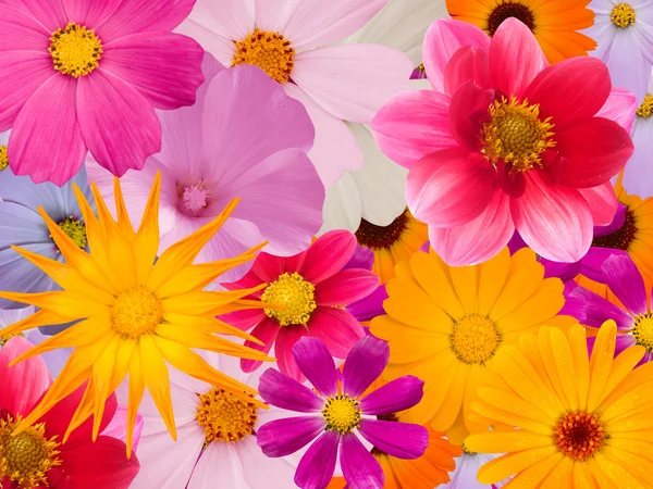 Fleurs décoratives — Photo