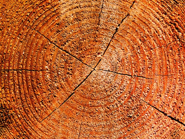 Cut of a tree a pine — Stock Photo, Image