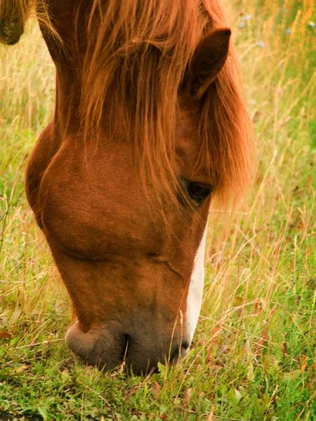 Głowa konia z bliska — Zdjęcie stockowe