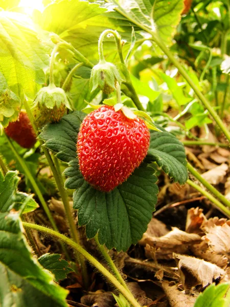 Berry wild strawberry wild — Stock Photo, Image