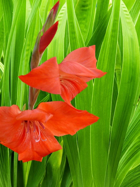 Blomma en gladiolus — Stockfoto