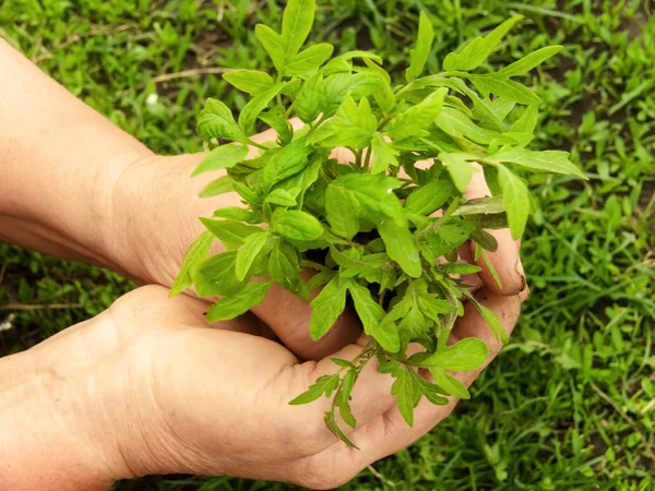 Hands female plants with a sprout — Stock Photo, Image