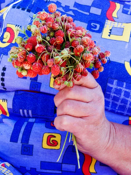 Wild strawberry bouquet — Stock Photo, Image