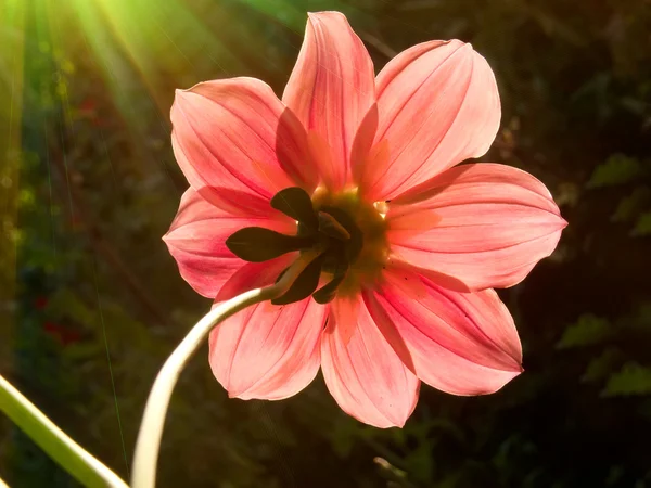 Blomma i en trädgård — Stockfoto