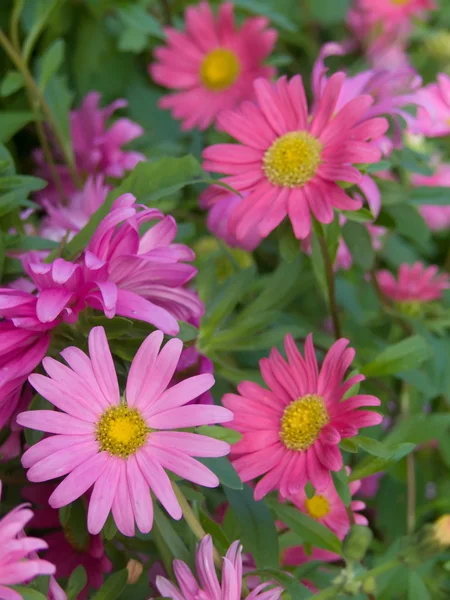 Kwiaty Astry — Zdjęcie stockowe