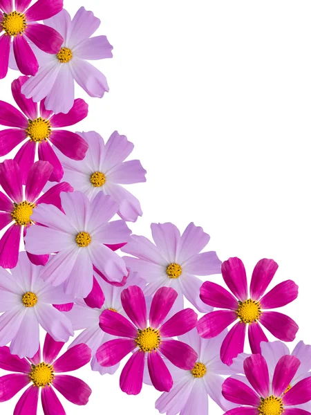 Flores de manzanilla —  Fotos de Stock