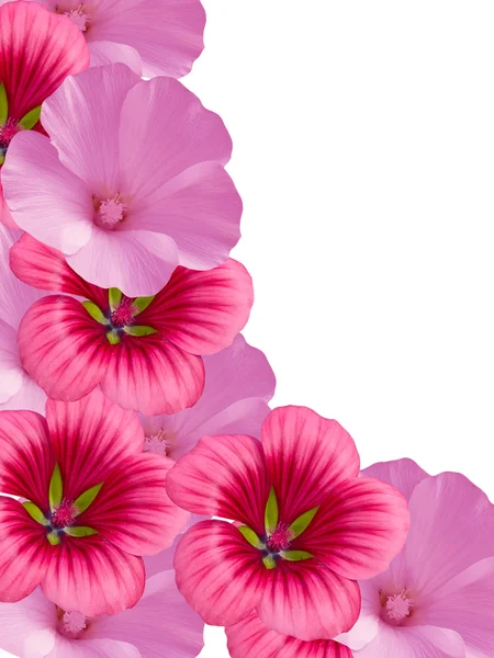 Květiny ze zahrady — Stock fotografie