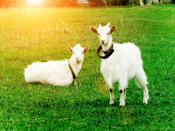Goats animals house — Stock Photo, Image