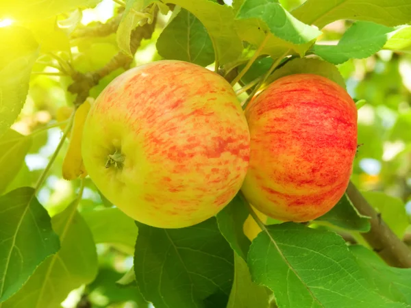 Albero di mele — Foto Stock