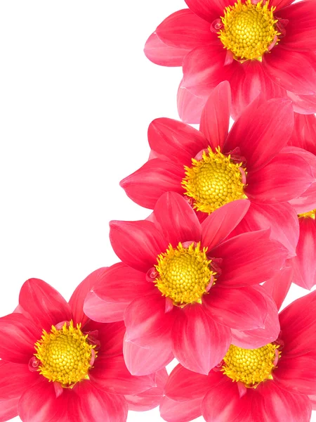 Fiore con petali rossi — Foto Stock