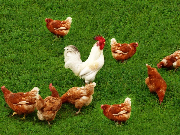 Hühner auf dem Feld — Stockfoto