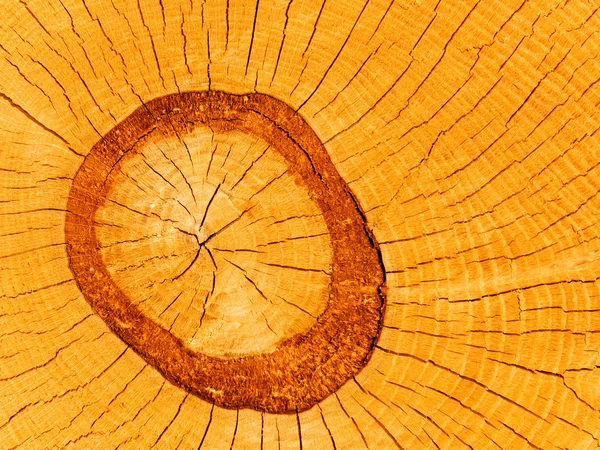 Tree an oak old — Stock Photo, Image